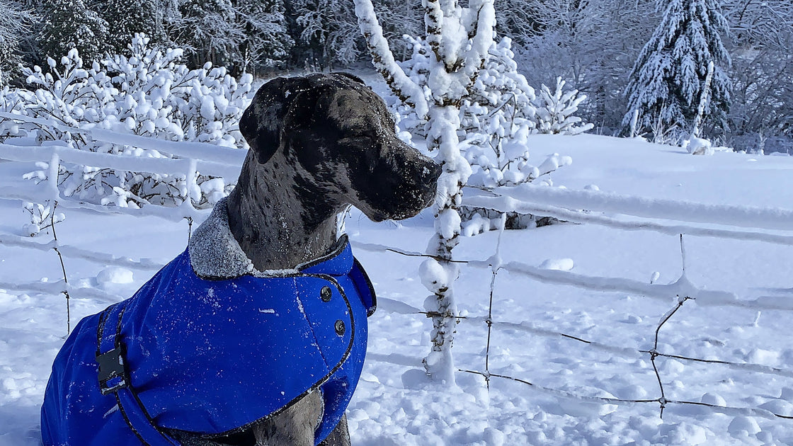 Great dane outlet snowsuit