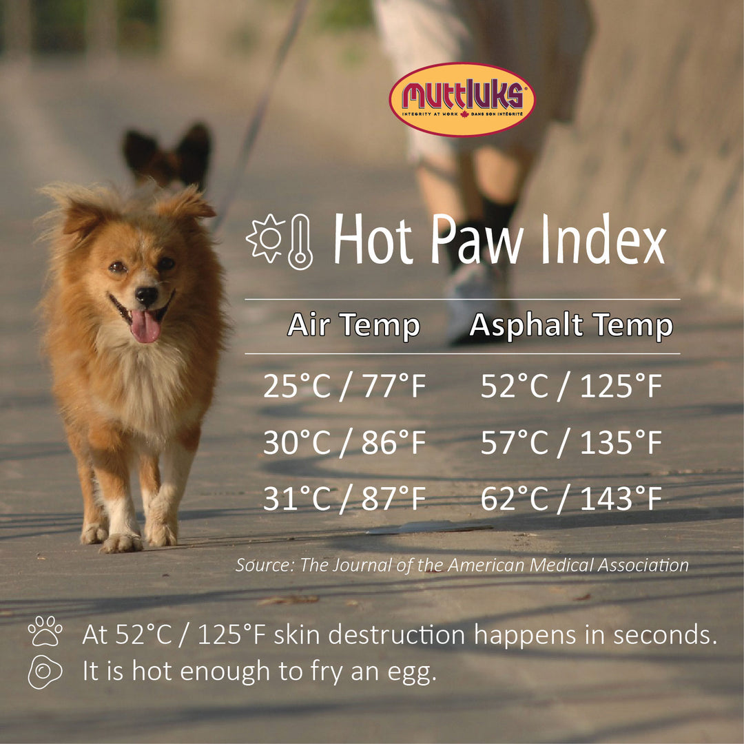 Dog Temperature Chart How Cold To Walk Dog Do Dogs Get Cold In